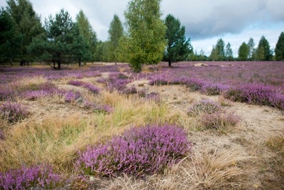 かつての軍演習場に咲き誇るヒースの花、ドイツ