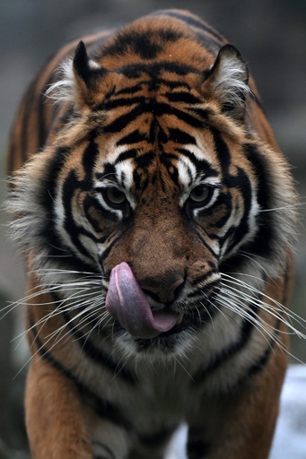 スマトラトラに襲われ男性死亡 インドネシア