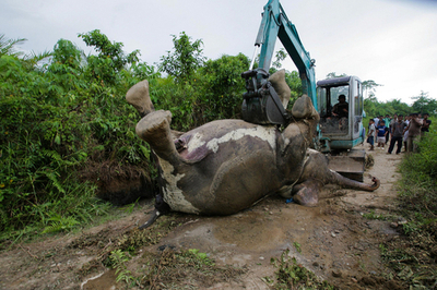 ゾウに乗って「野良ゾウ」のパトロール、インドネシア