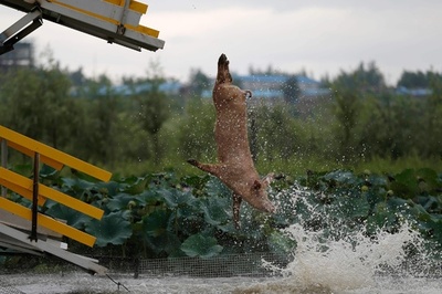 肉質が良くなる？ブタが池にドボン 中国・瀋陽