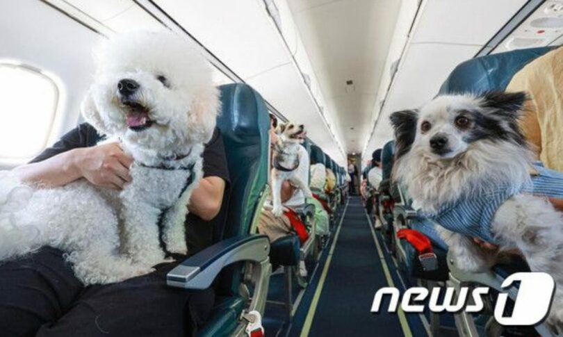 ペット旅行プラットフォームペット生活の「ワンちゃん済州チャーター機」に搭乗したペット(c)news1
