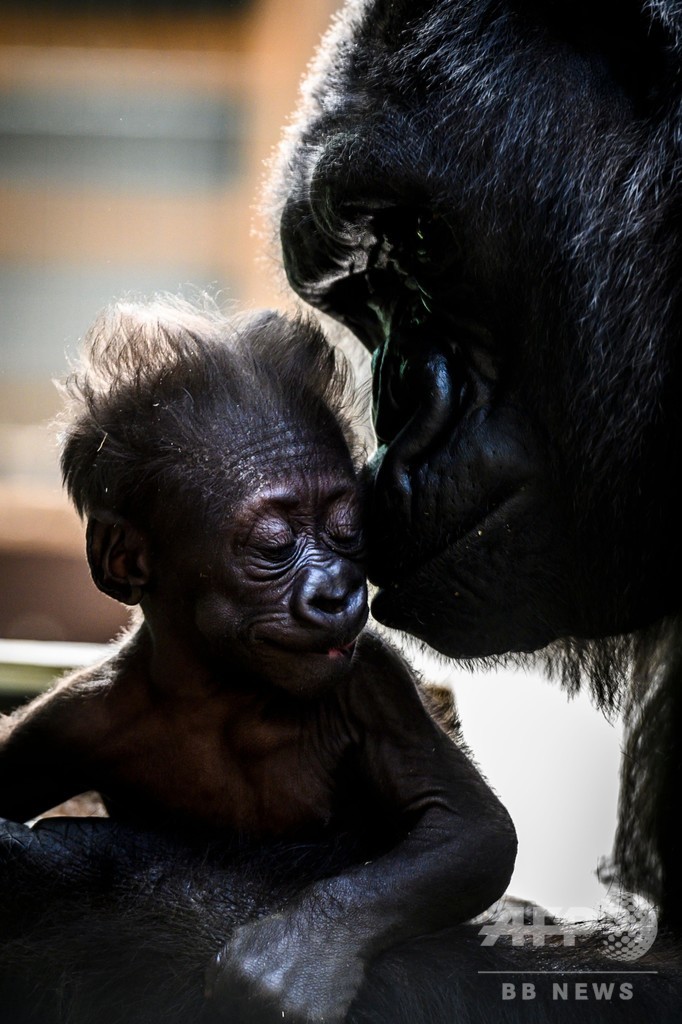 生後4週間 ゴリラの赤ちゃんすくすく成長中 フランス 写真7枚 国際ニュース Afpbb News