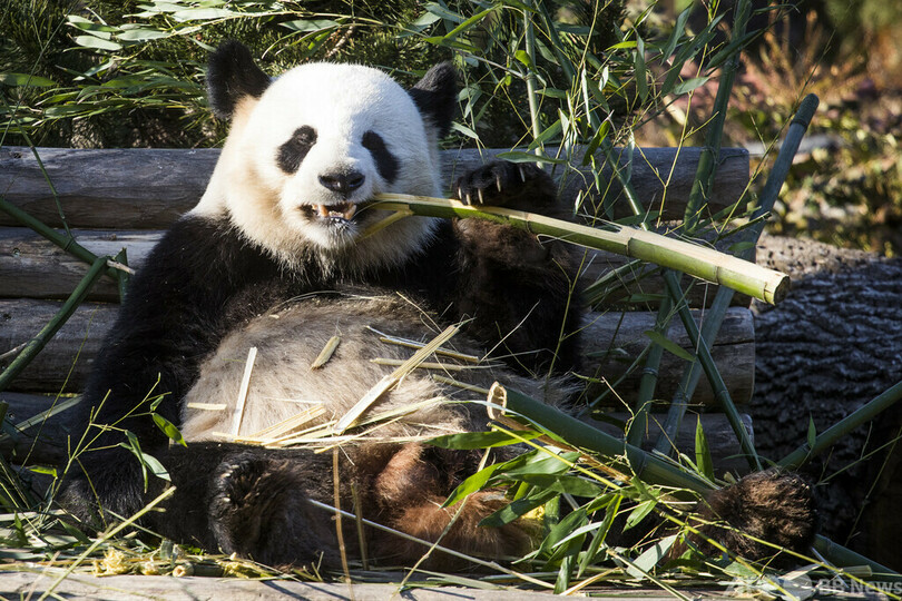 パンダの草食化示す「第6の指」 600万年前の化石で確認