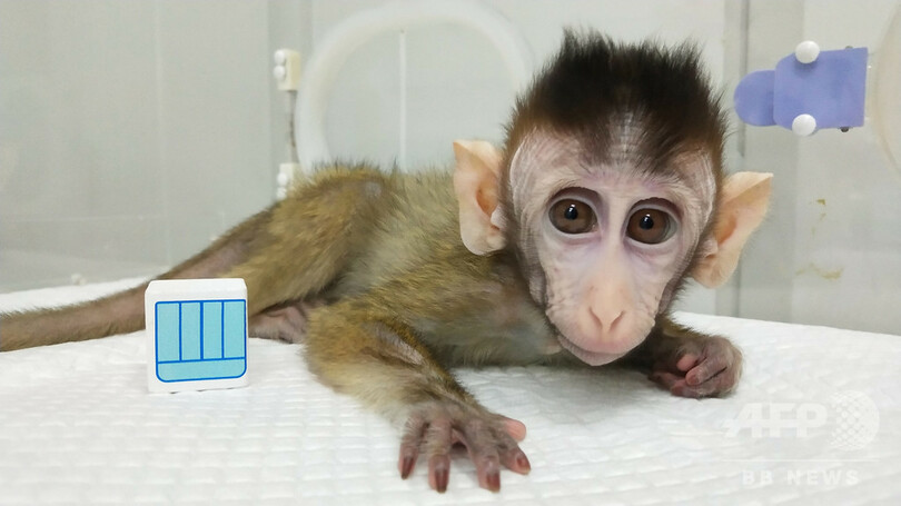 遺伝子操作でサルに睡眠障害、そのクローン5匹誕生 中国