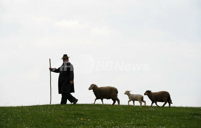 まるで絵本の世界 牧草地の羊飼いと子ヒツジたち 写真10枚 国際ニュース Afpbb News