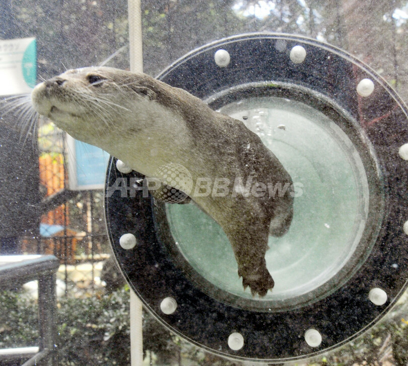 カワウソが透明パイプの中をスイスイ 上野動物園で特別展示 写真6枚 国際ニュース Afpbb News