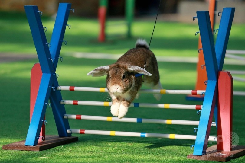 頑張る姿が愛くるしい ウサギの陸上競技大会 チェコ 写真21枚 国際ニュース Afpbb News
