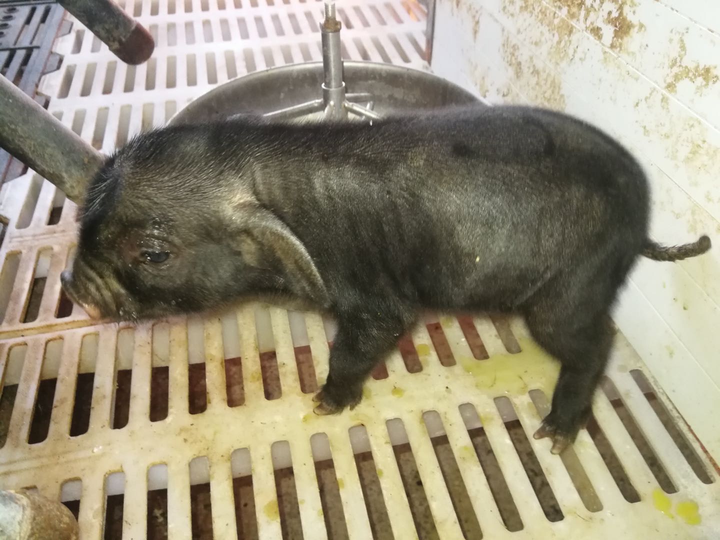 体細胞クローン豚23頭が誕生 中国・四川省