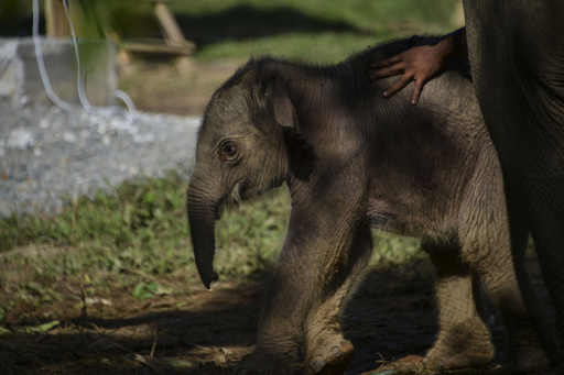 特集 かわいい動物の赤ちゃん 写真91枚 国際ニュース Afpbb News