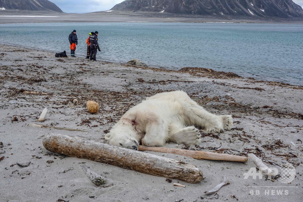 北極海の島でホッキョクグマがクルーズ船員襲う その場で射殺 写真1枚 国際ニュース Afpbb News