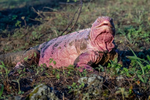 残りわずか211匹 ガラパゴス諸島のピンクイグアナ 個体数調査 写真13枚 国際ニュース Afpbb News