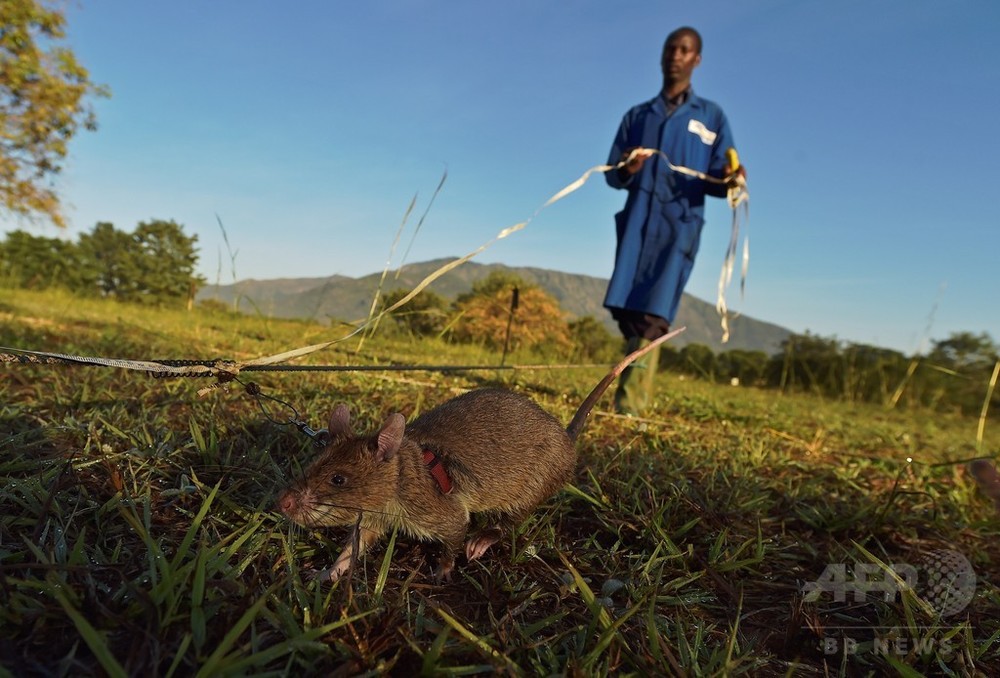 世界中で大活躍 地雷探知ネズミ タンザニア 写真10枚 国際ニュース Afpbb News