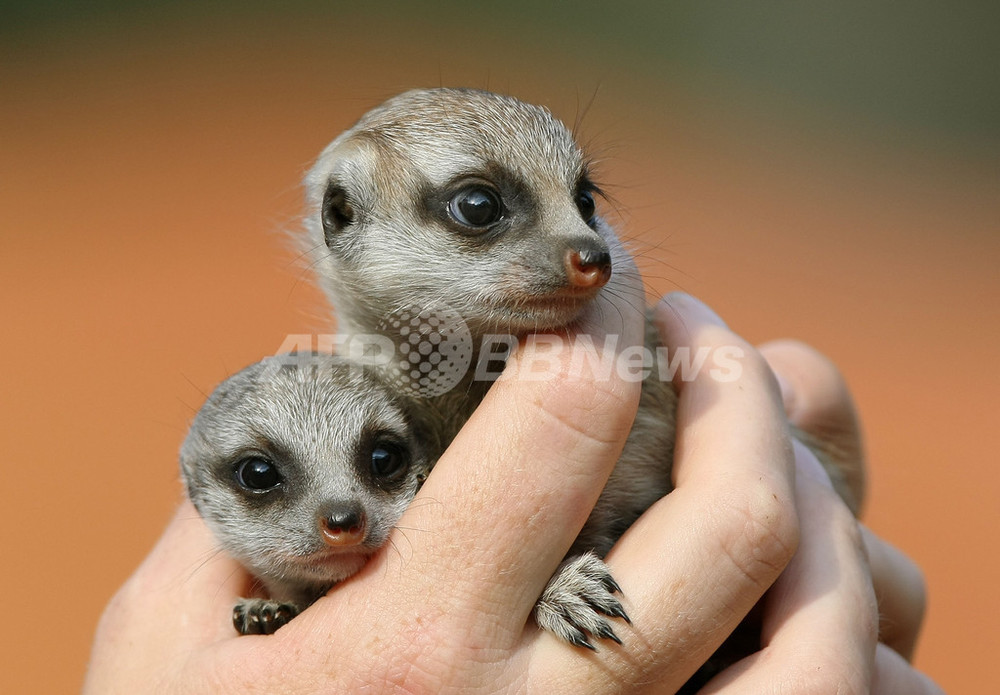 ミーアキャット 片手におさまる愛らしさ、ミーアキャットの赤ちゃん2匹 オーストラリア
