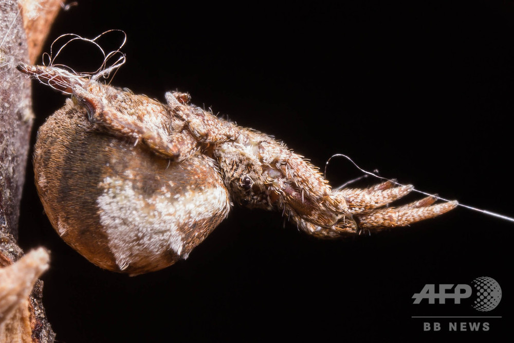 巣の糸の張力で自らを 発射 クモの捕食行動を解明 米研究 写真1枚 国際ニュース Afpbb News