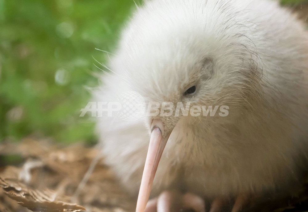 真っ白のキウイ、NZキウイ保護の希望の星に 写真6枚 国際ニュース：AFPBB News