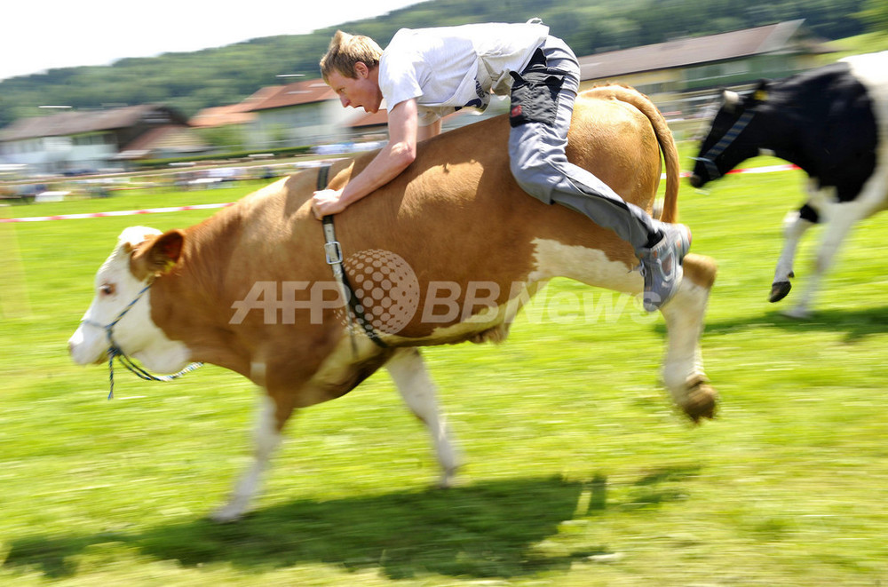 牛だって速いぞ！競馬ならぬ「競牛」、ドイツで開催 写真4枚 国際