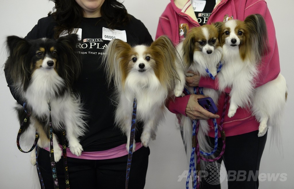 犬の機敏さ競う「アジリティ」選手権、NYで開催