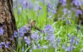 英北東部スカンソープ（Scunthorpe）の森で、ツリガネスイセンの間から顔をのぞかせた子ウサギ（2014年4月25日撮影）。(c)AFP/LINDSEY PARNABY