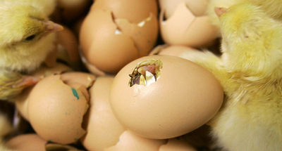 卵よりニワトリが先？めんどりがヒヨコ産む、スリランカ