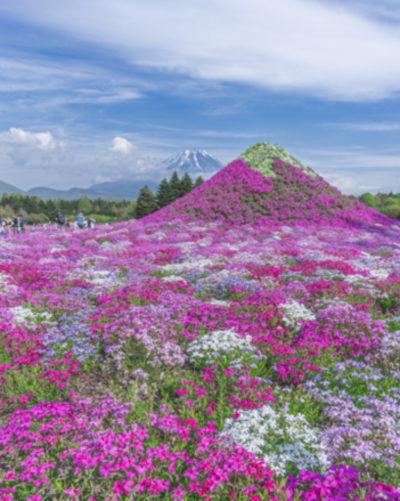 関東最大級・富士山を彩る50万株の絶景「2026富士芝桜まつり」4月11日（土）より開催！
