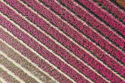 【今日の1枚】来年は見に来て、チューリップのタペストリー
