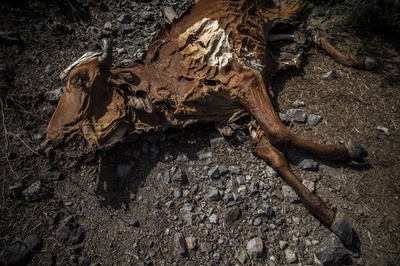 中米で深刻な干ばつ、農業に甚大な被害