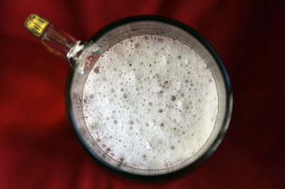 ビールのラガー酵母の祖先、パタゴニアの森で発見