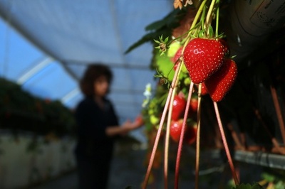 暖冬でイチゴ熟す　仏南西部サンドリユー