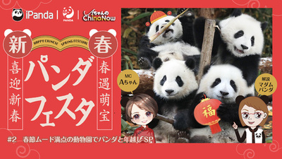 中国発パンダ配信番組 和歌山から帰国した「永明」親子3頭の最新映像も