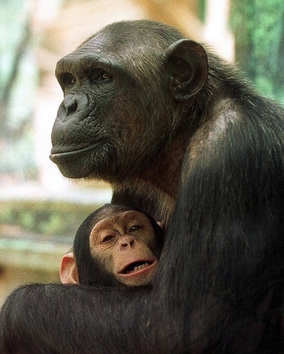 チンパンジーにも「死」の意識？人間と似た死者への対応も