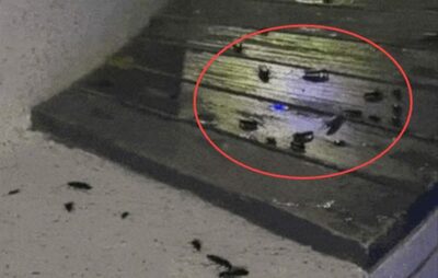 総工費66億円の空中歩道「ソウル路7017」…夜な夜な大量のゴキブリに占拠される不気味な現在地