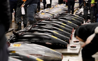 クロマグロ漁獲枠の拡大は資源保護の「後退」