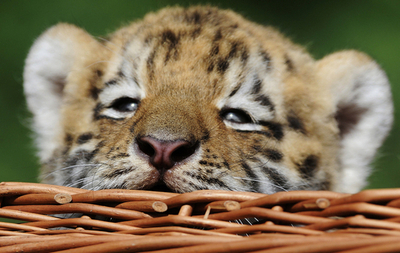 生後6週間のトラの赤ちゃん、体重はすでに5キロ