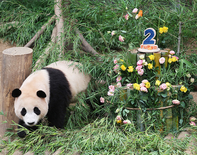 パンダ「福宝」の1日飼育員3人募集に1万人超応募 韓国