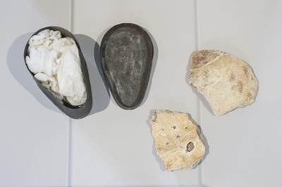 ベートーベンの頭骨とされる破片、死没地ウィーンに