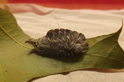 北米原産の毒毛虫、4億年前に細菌から遺伝子獲得 豪研究