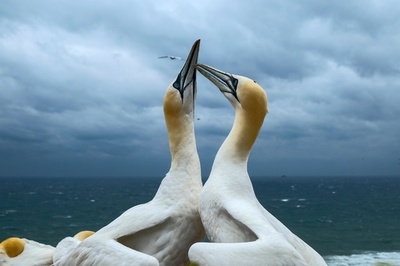 独ヘルゴラント島で暮らすシロカツオドリ