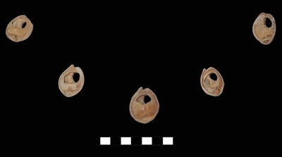 約8万5000年前の貝の装飾品、モロッコの洞くつで発見