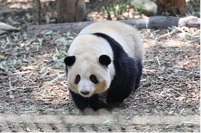 米国の青少年がパンダと巡る中国の旅を