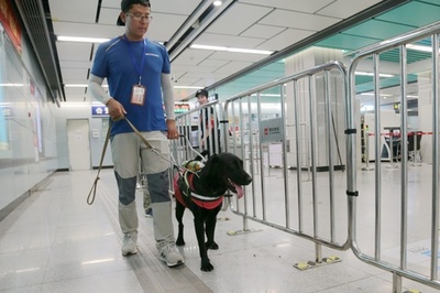 盲導犬が西安の地下鉄で特訓中 10月には視覚障害者の「相棒」に