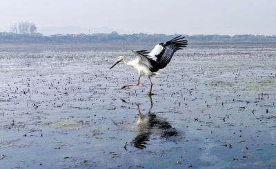 世界で3千羽しかいない「鳥類の国宝」コウノトリ 浙江省に現れる