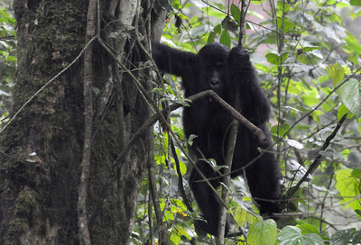 ネット上で野生ゴリラと友達に、「フェースブック」「ツイッター」向けサービスまもなく解禁