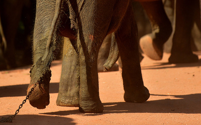 仏教の高僧、飼育されていたゾウに襲われ死亡 スリランカ