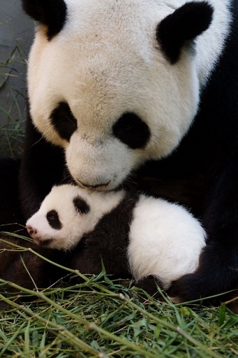 ママに抱かれご満悦、台湾の赤ちゃんパンダ