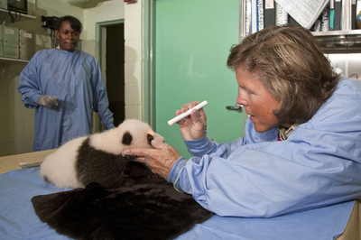 米サンディエゴ動物園の赤ちゃんパンダ、目が見え始める