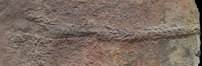 5.5億年前の「死の行進」、初期体節動物の運動解明の手掛かりに