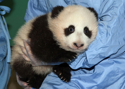 サンディエゴ動物園の赤ちゃんパンダ、名前が決定