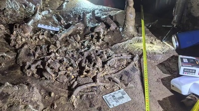 中国陝西省 完全度の高いジャイアントパンダの化石発見