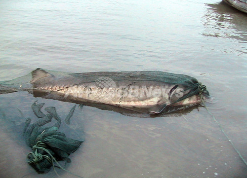 巨大なシナヘラチョウザメが捕獲される 中国 写真1枚 ファッション ニュースならmode Press Powered By Afpbb News