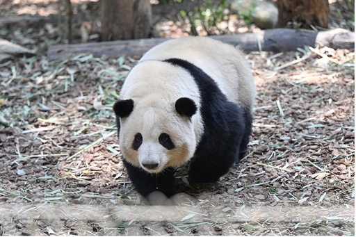 米国の青少年がパンダと巡る中国の旅を